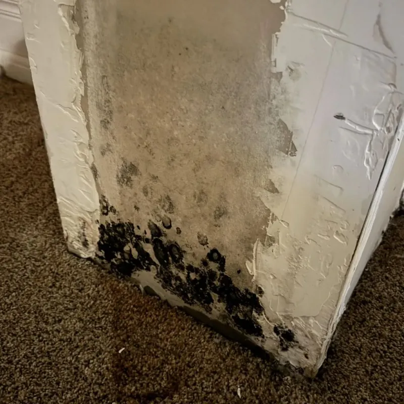 Professional Mold Removal in Kings Park, VA